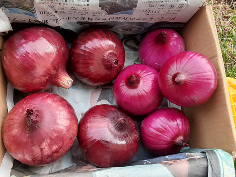かまちゃん農園の「赤玉ねぎ箱に入るだけ」❣