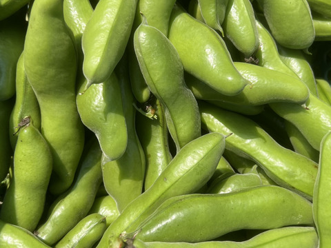 【予約販売・初夏限定】そら豆（京都産）2kg｜農薬・化学肥料不使用