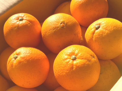 【今が旬の柑橘】こだわりのネーブルオレンジ【農薬使用量30％未満】約4kg 15個程度