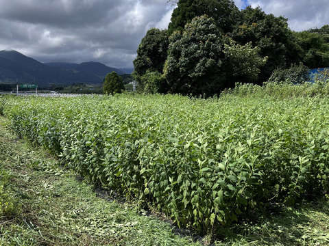 紫菊芋　イヌリンの宝庫　食べて腸活　2kg