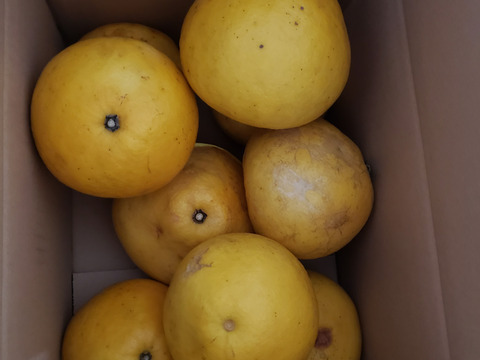 土佐文旦（ご家庭用）　4.5kg   化学系農薬不使用の安心を