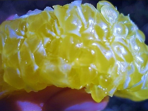 朝採りの食べ比べ☆旬の「はるひ」と走りの「甘夏」＝3kg☆ 農薬・肥料・除草剤不使用