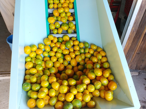 ゆら早生　箱込5kg　家庭用　山口岩国みかん　瀬戸内の恵み甘酸っぱいフレッシュなお味をお届けします！