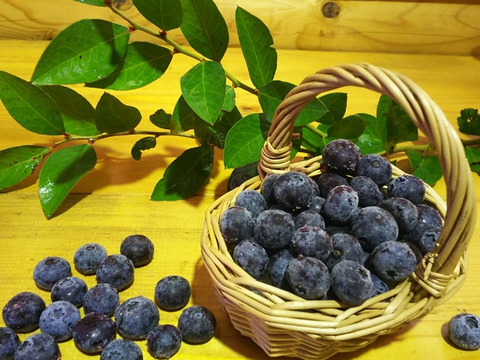 除草剤不使用、特別栽培認証の冷凍ブルーベリー（紫・小粒、ピンク・混在）２キロセット