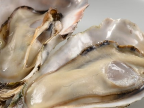 【生牡蠣】【生食用】三重県産 殻付き 浦村かき M～Lサイズ 10個入り（約1.1kg前後）（1～2人前）
 生牡蠣 バーベキュー カキ かき 貝類 海鮮 BBQ 歳暮 熨斗母の日父の日