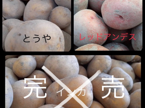 じゃがいも2種3 レッドアンデス とうや 玉ねぎ3 セット 山梨県産 食べチョク 農家 漁師の産直ネット通販 旬の食材を生産者直送 じゃがいも2種3 レッドアンデス とうや 玉ねぎ3 セット 山梨県産 食べチョク 農家 漁師の産直ネット通販 旬の食材を生産者直送