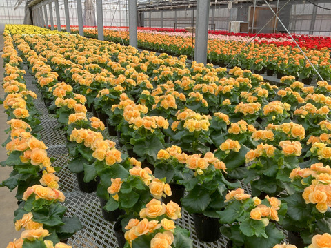 7/31まで　ベゴニア　ククラータ　斑入り（オーレア、イエロー） 🦍 -TGK-r60402- 🦍 Begonia cucullata aurea variegated