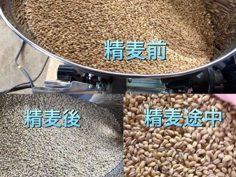 【新米2Kg付き】令和3年産　モチプチ食感　もち麦「キラリモチ」　2kg（500g×4袋）