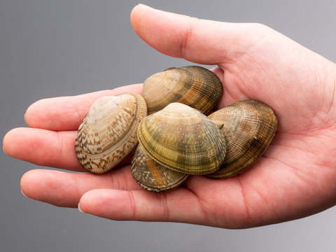 完全国産活あさり【さりひめ】1kg