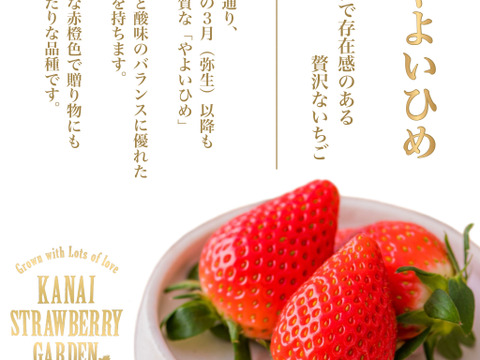 自家用4パック入り 1箱　2品種入り