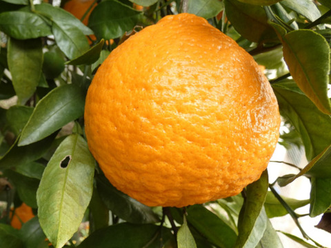 濃い味 不知火（しらぬい）　５ｋｇ　Ｍ玉中心