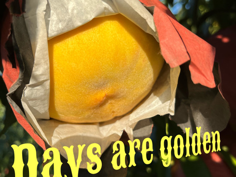 【贈答用】今シーズン最後にトロピカルな桃を！ 黄金桃　１.５kg  ４～６玉