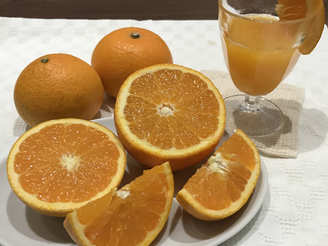 5㎏♪甘くてジューシー!ご家庭用傷あり大小混合 瀬戸内の清美オレンジ🍊