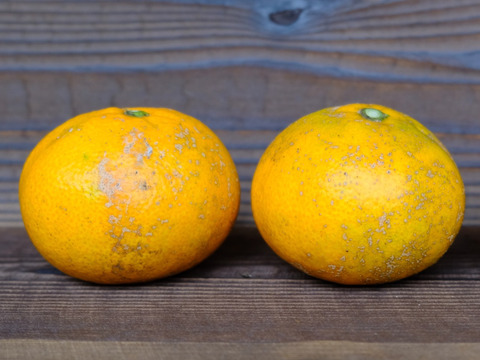 訳ありみかん【5キロ/30個〜40個 ※目安】