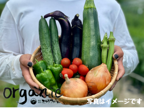 旬の農薬化学肥料不使用・野菜セット『Lサイズ』５〜６人分