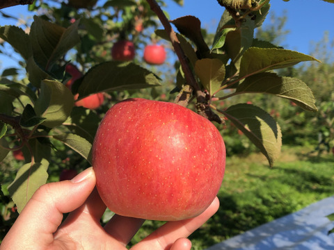売り切れ御免！超蜜入りりんご 「こうとく」（2㎏）