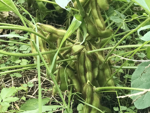 黒豆の枝豆 1.5kg（枝なし）【無肥料・栽培期間中農薬不使用】