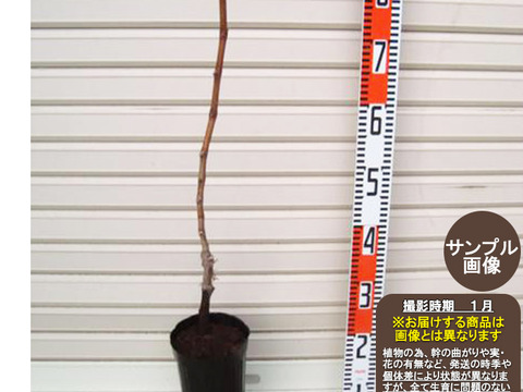 富士の輝き(ブラックシャインマスカット一年生苗木