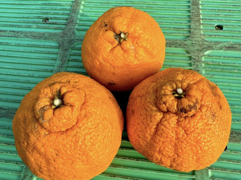 加工用 熊本県産 不知火 (肥の豊) 箱込み10kg