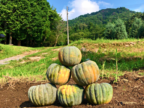 ミニトマトと5kg【かぼちゃ食べ比べ】セット！自然栽培の固定種かぼちゃ🎃日本かぼちゃの小菊、東京南瓜、バターナッツ、きぬごし4種