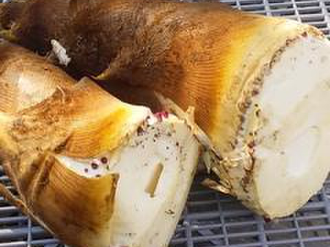 【旬タケノコ】2.5Kg前後高野山麓産（冷蔵便）