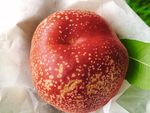 今年の桃はよくできました！おまかせ桃セット 約3㎏