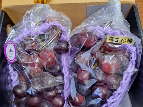 【数量限定】山梨県産 超希少高級ブドウ‼ 富士の輝 (合計1.0㎏以上/2房入）ギフト・贈り物用に【贈答品】【特秀品】【秀品】