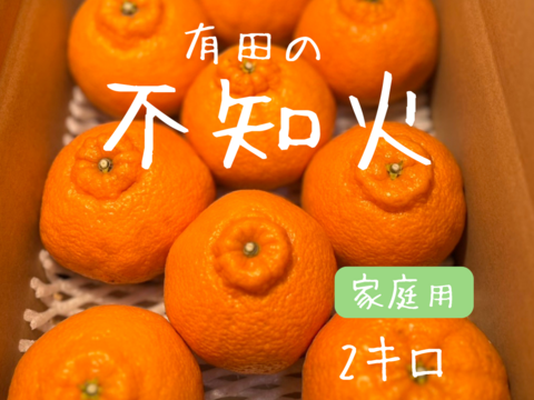 不知火　2キロ　家庭用