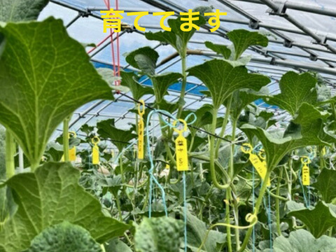 イギリス原産国直系マスクメロン 訳あり 納得いかず訳あり マスクメロン（1.4ｋｇ前後）7月20日前後発送　自宅用1玉化粧箱入り香取神宮 鹿島神宮 靖国神社奉納メロン　叔父の遺思を継ぎ農家長男18代目