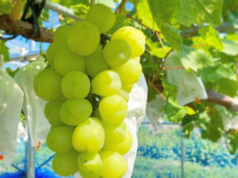 【彩りギフト】贈り物におすすめ！雄宝＋クインニーナのセット