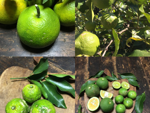 【農薬不使用】香酸系柑橘おまかせセット800g