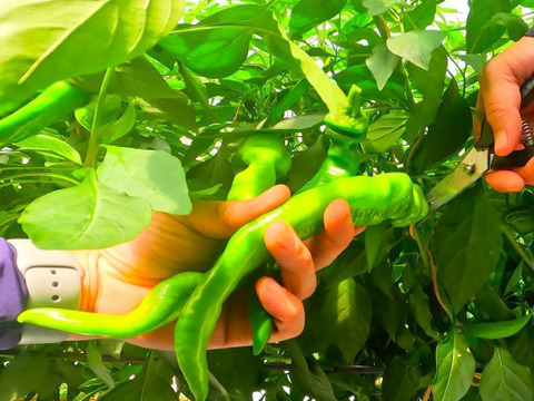 【予約販売】京都・舞鶴産 朝採れ万願寺とうがらし 良品 約400g