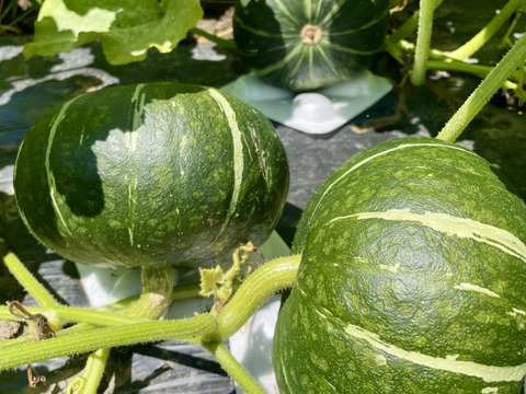 ミニ栗かぼちゃ1.5kg 2-3個 農薬・化学肥料不使用 ほっこり姫