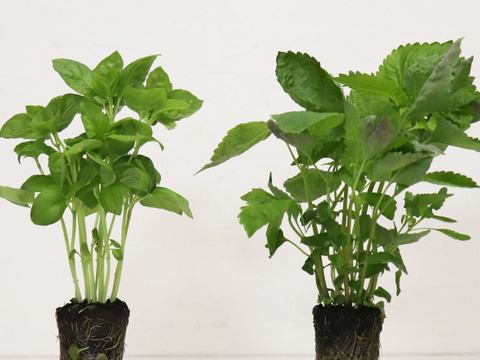 根付き新鮮野菜「サニー＆グリーンレタス×3個」栽培期間農薬不使用(300166)