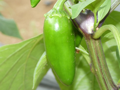 2〜4名様向け野菜セット／旬の野菜7種