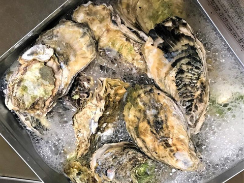 牡蠣のガンガン焼き　（冷凍）　（20個）(約2kg))（牡蠣ナイフ、片手用軍手付)