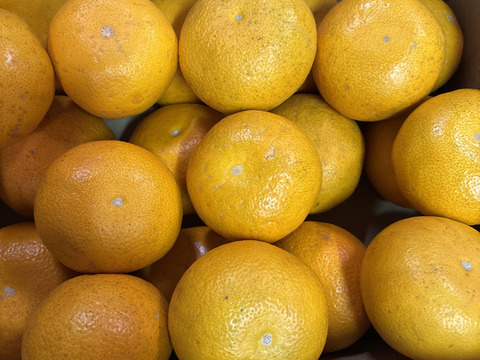 2026 新鮮でプリプリ！和歌山県産木なり八朔 S～2L サイズ混合 5kg