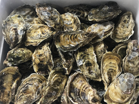牡蠣好き歓喜の30%増量中！三重県産 殻付き 浦村かき M～Lサイズ 30個入り（約3.3kg前後）（3～6人前）【生牡蠣】【生食用】貝類 海鮮 バーベキューに BBQ お歳暮 母の日ギフト