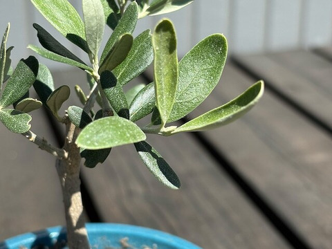 オリーブ 鉢植え 「コレッジョラ」 シンボルツリー 観葉植物