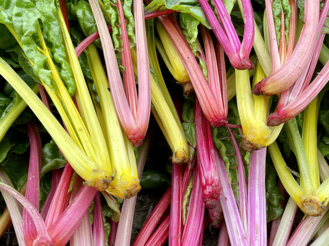 カラフルほうれん草スイスチャード6袋×120g  農薬・化学肥料不使用