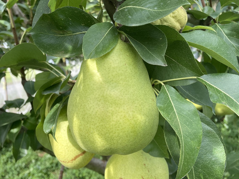 【西洋なし】マルゲリット・マリーラ 3キロ 【さわやかな美味しさ】【西洋梨】【西洋ナシ】【🍐】