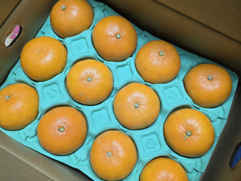 【贈答用】柑橘の大トロ！せとか（8～12玉）