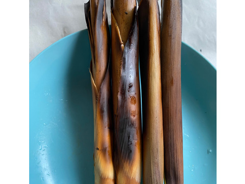 【朝どれ】アク抜き不要！種子島の苦竹(にがたけ) 皮つき 4kg
