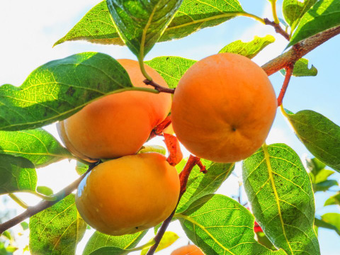 【あんぽ柿】＜ご家庭用に最適！＞（秀品）中サイズ10個段ボール箱入り