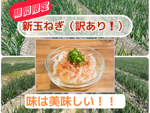 【コスパ重視】淡路島産新玉ねぎ　訳あり品〜毎日の料理の強い味方〜　5kg（サイズ混合）