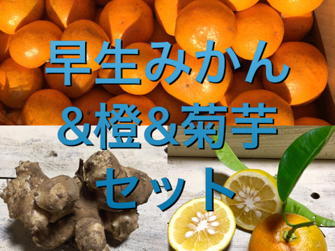 3点セット! 農薬不使用早生みかん2キロ&橙1キロ&菊芋500gセット