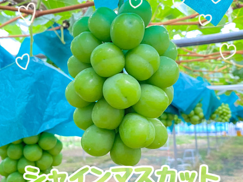 【お中元】【ギフト】厳選！農家直送！　晴れの国岡山のシャインマスカット【贈答用】2kg 4~5房入り
(クレジットカード決済限定)