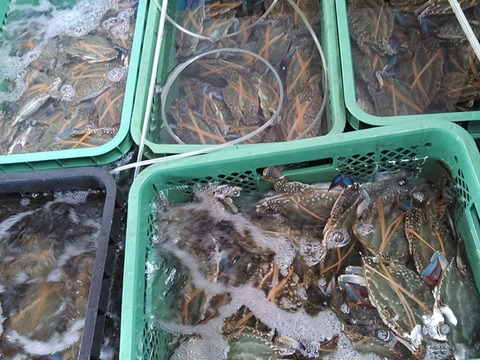 活梱包 オス大サイズ　1ｋｇ（約3杯）ガザミ！ワタリガニ がざみ 渡り蟹 梭子蟹 ケジャンにも！日本三景松島産 生蟹 生カニ 活カニ 活蟹 ケジャン 雄