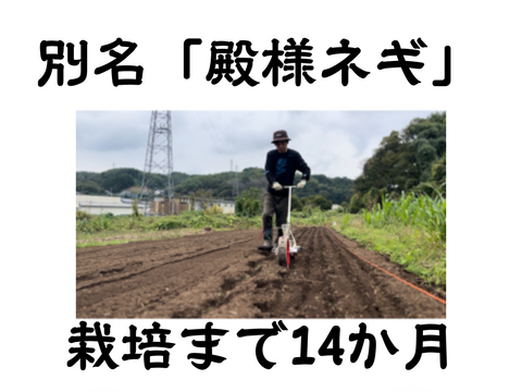 生粋の下仁田ネギ(Lサイズ以上5本+ Mサイズ15本)