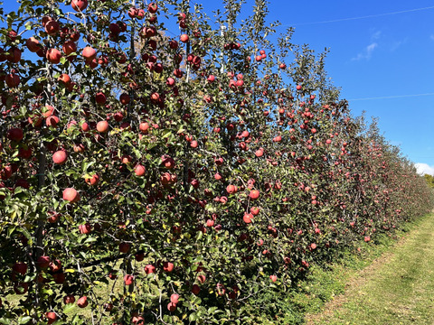 長野県松本産　サンふじ　約５キロ 16〜12玉